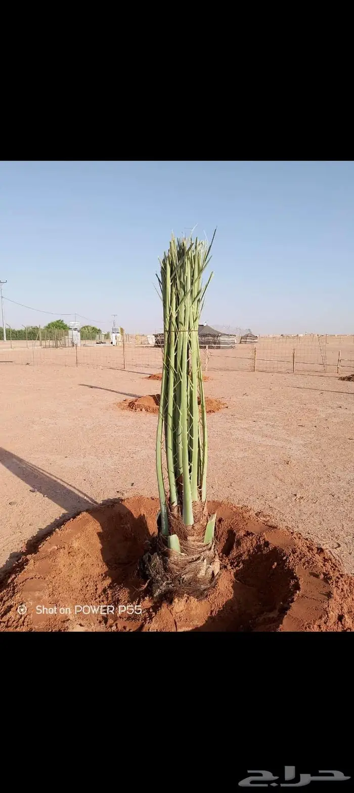 نخيل للبيع وتركيب الشبوك بانواعها والثيل الطبيعي 21