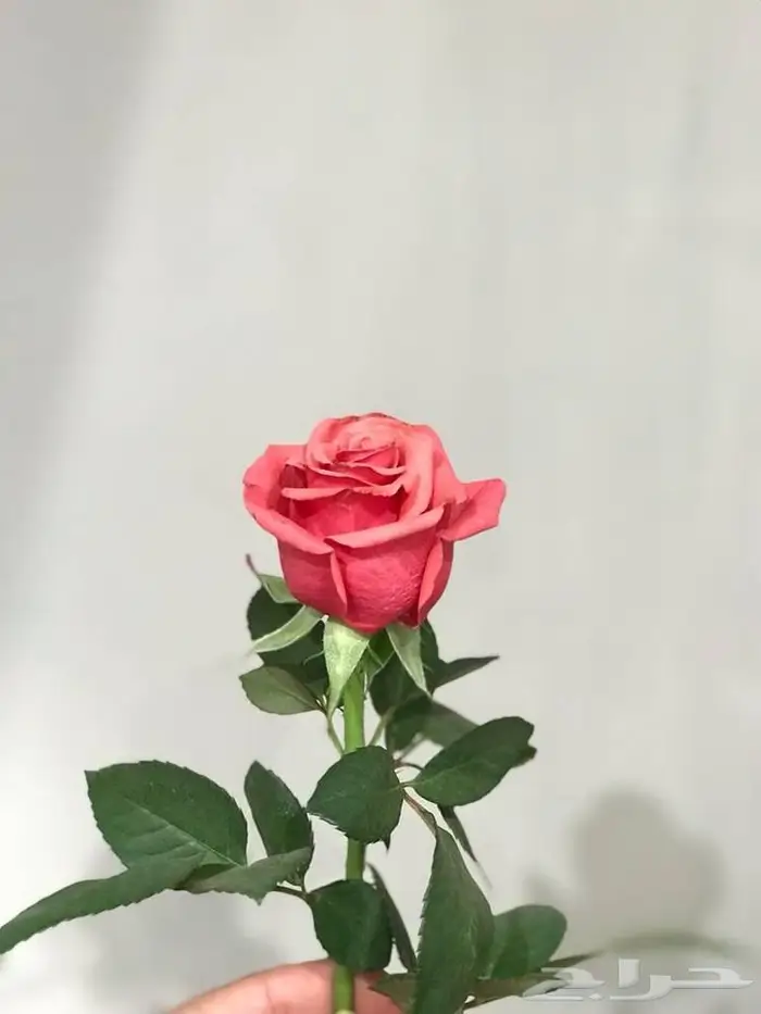 مأذون شرعي 0
