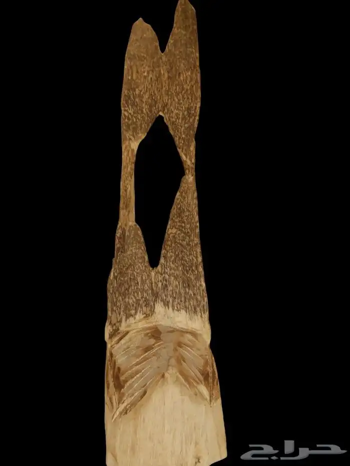 عود سومطري درجة اولى كبير 7