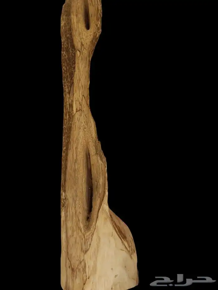 عود سومطري درجة اولى كبير 8