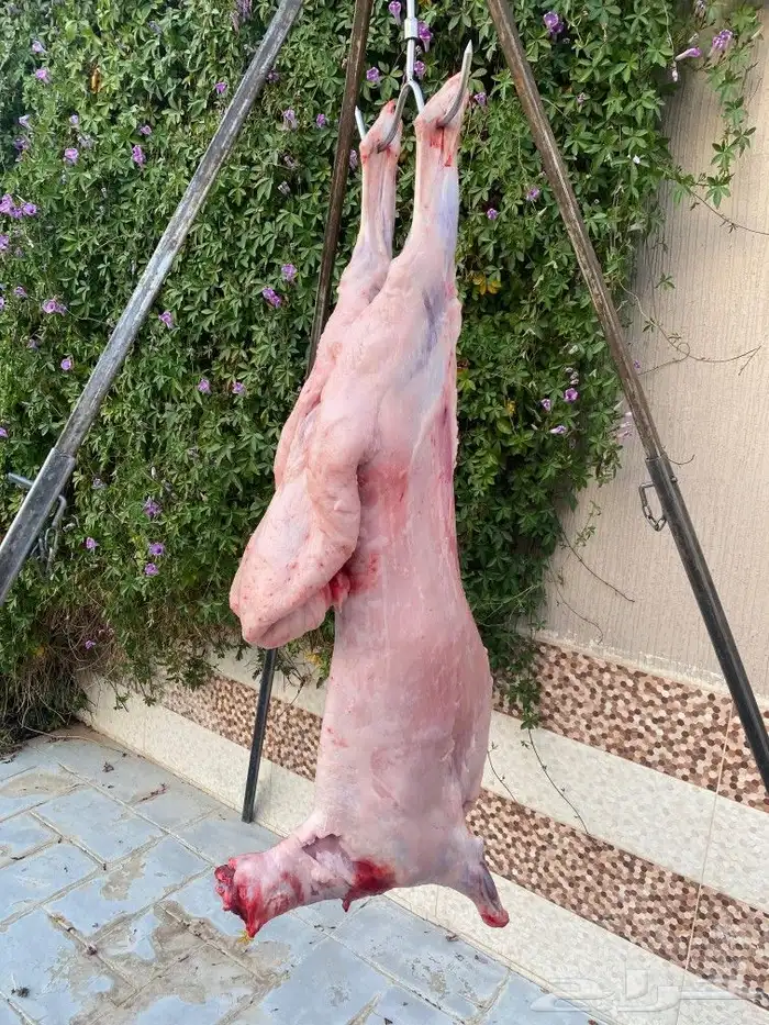 مشويات خارجيه مشاوي مشوي شواي مقلقل دوار السعاده حميس الرياض 3