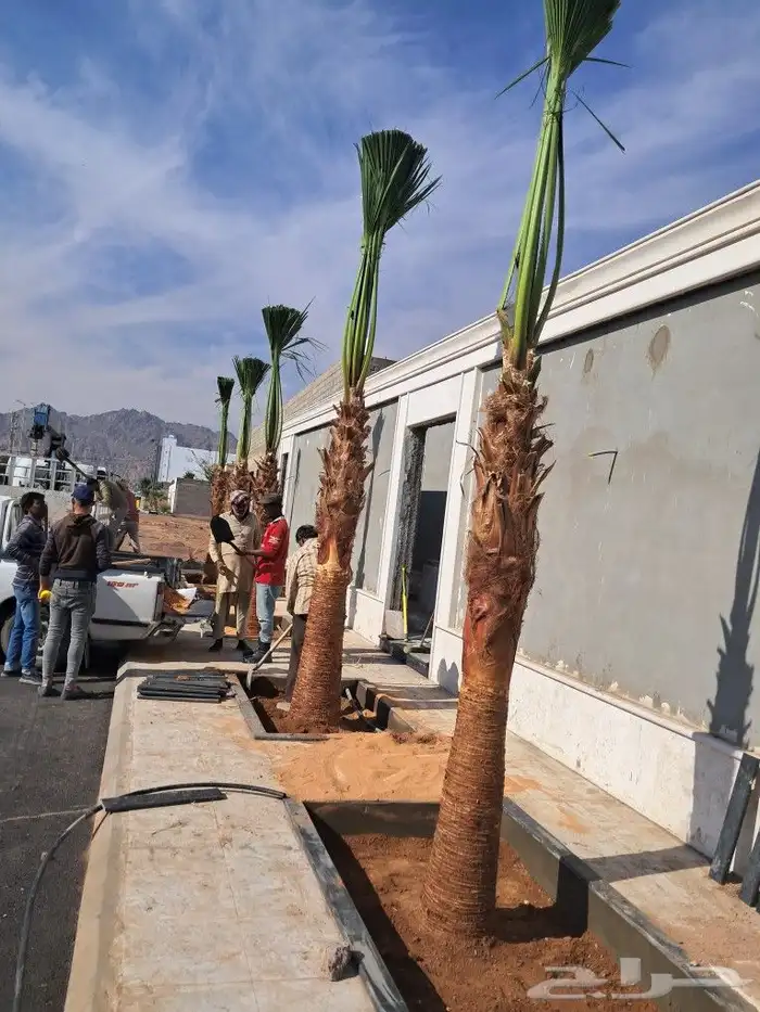 جميع أعمال الشجر والنخيل 0