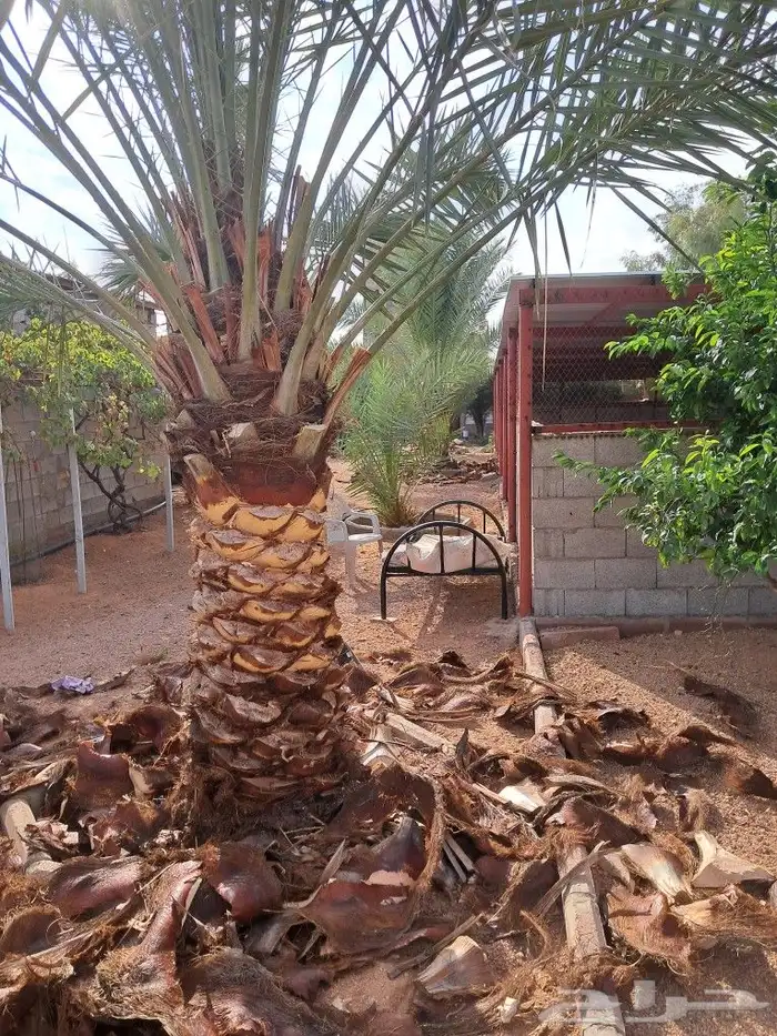 جميع أعمال الشجر والنخيل 3