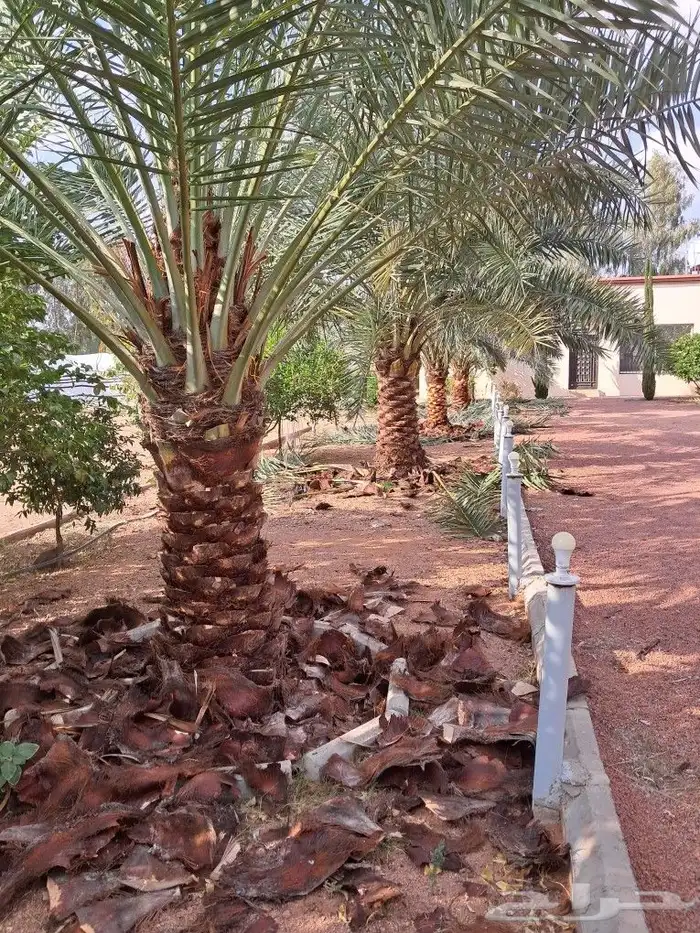 جميع أعمال الشجر والنخيل 2