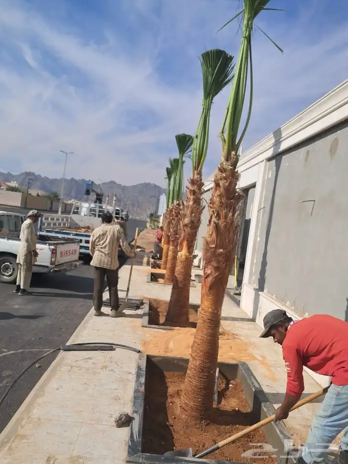 جميع أعمال الشجر والنخيل 1