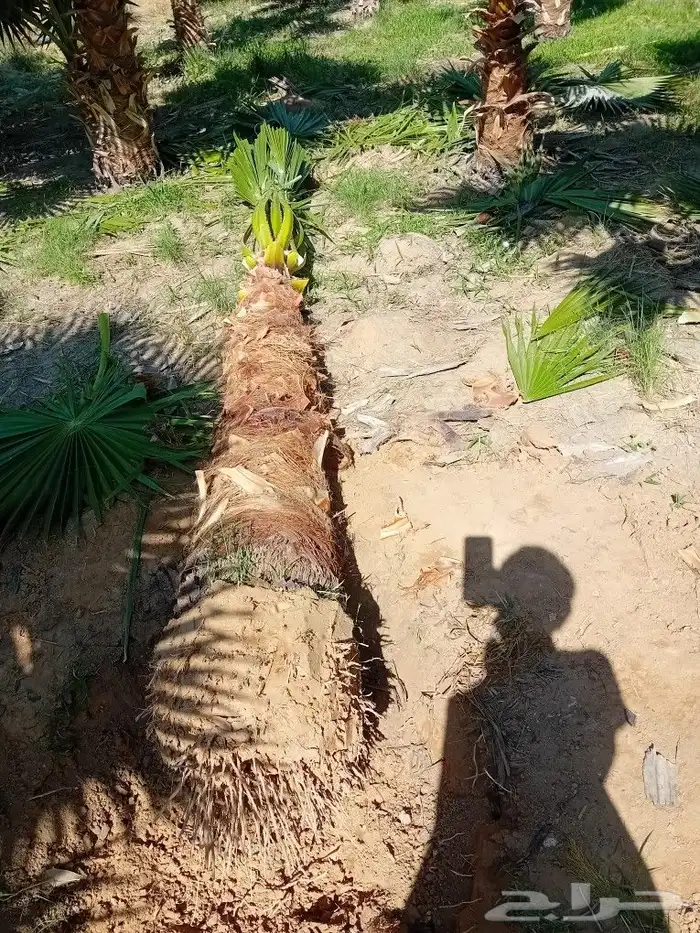 يوجد لدينا جميع أنواع النخيل الوشنطني والعربي 0