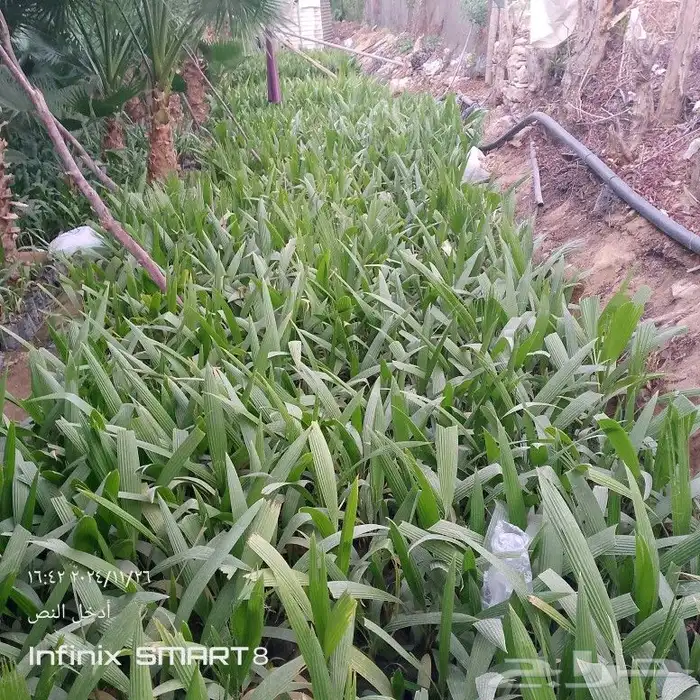 يوجد لدينا جميع انواع النخيل العربي وشنطني 0