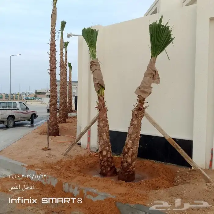 يوجد لدينا جميع انواع النخيل العربي وشنطني 5