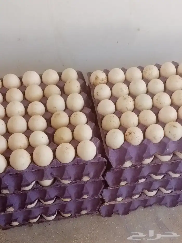 بيض بط بكيني مخصب 0