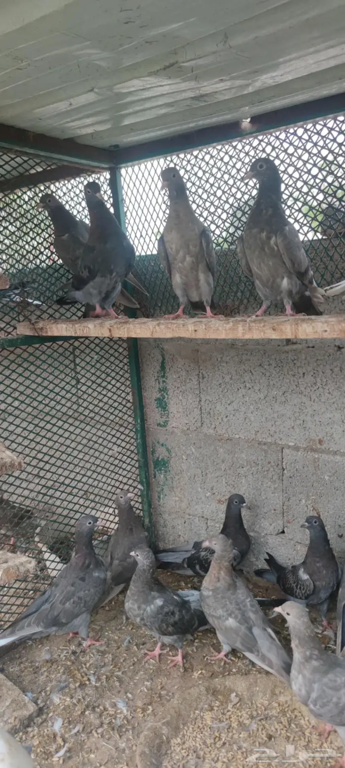 طبات حمام لوت فاخر 1