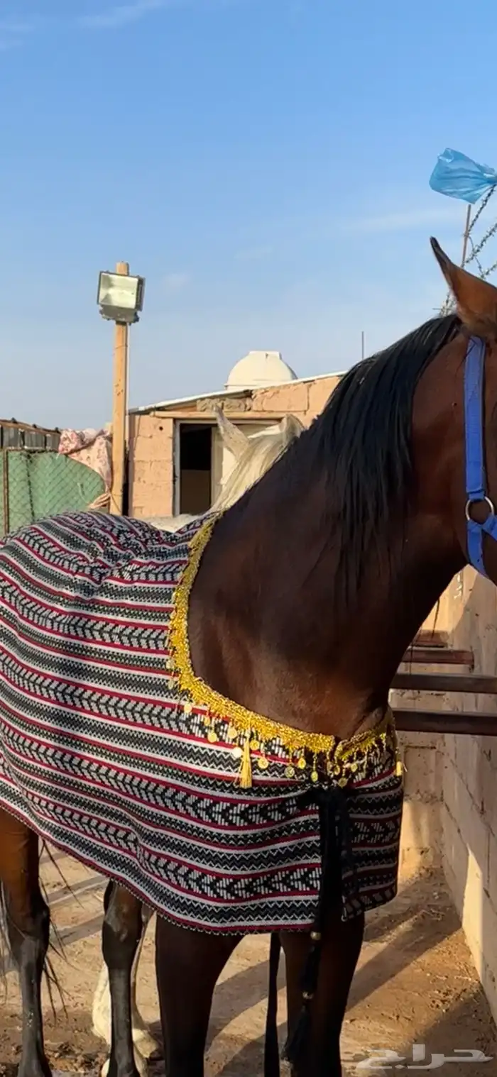 جلال خيل زينه 0