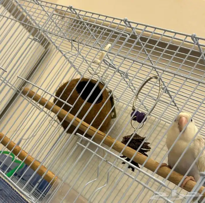 ببغاء روز ذكر هدد قمه فالولافه تم البيع تابعو اعلاناتي 20