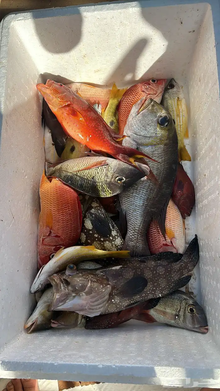 رحلات بحرية 8