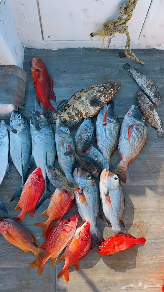 رحلات بحرية 0