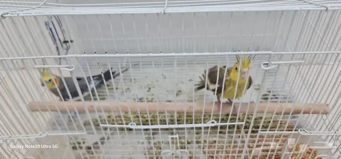 كروان عدد 2 ذكر للبيع 1