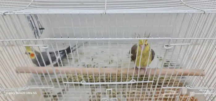 كروان عدد 2 ذكر للبيع 0