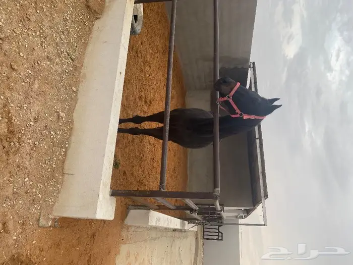 فرس أنجليزية 2