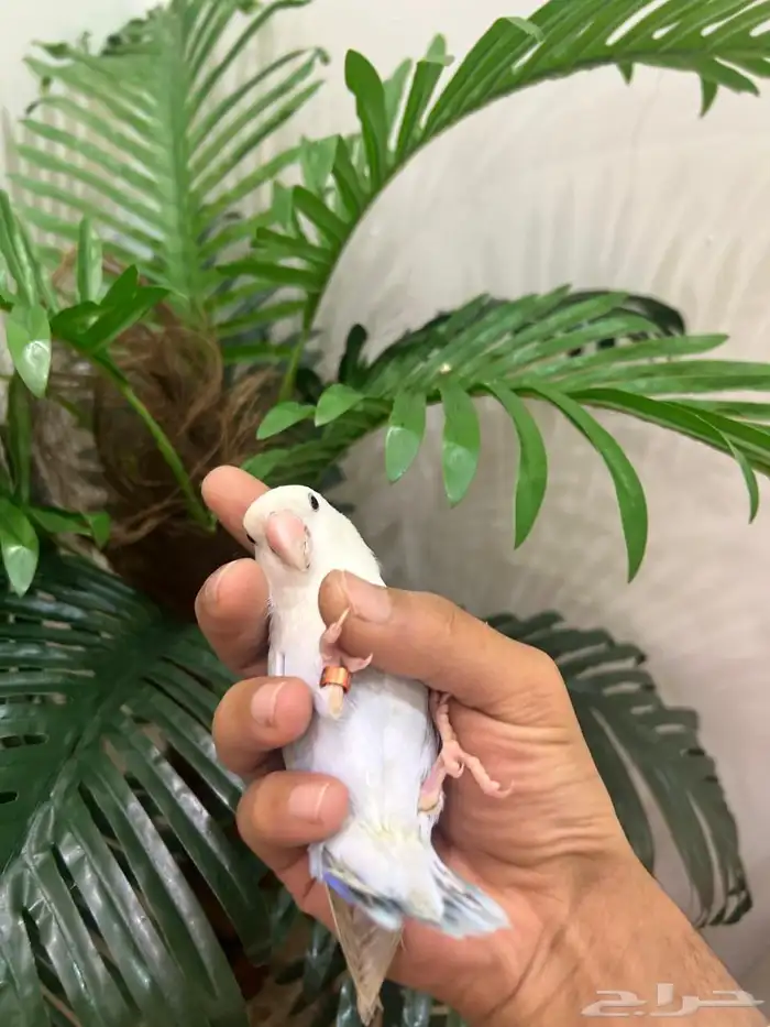 ببغاء روز ذكر هدد قمه فالولافه تم البيع تابعو اعلاناتي 15