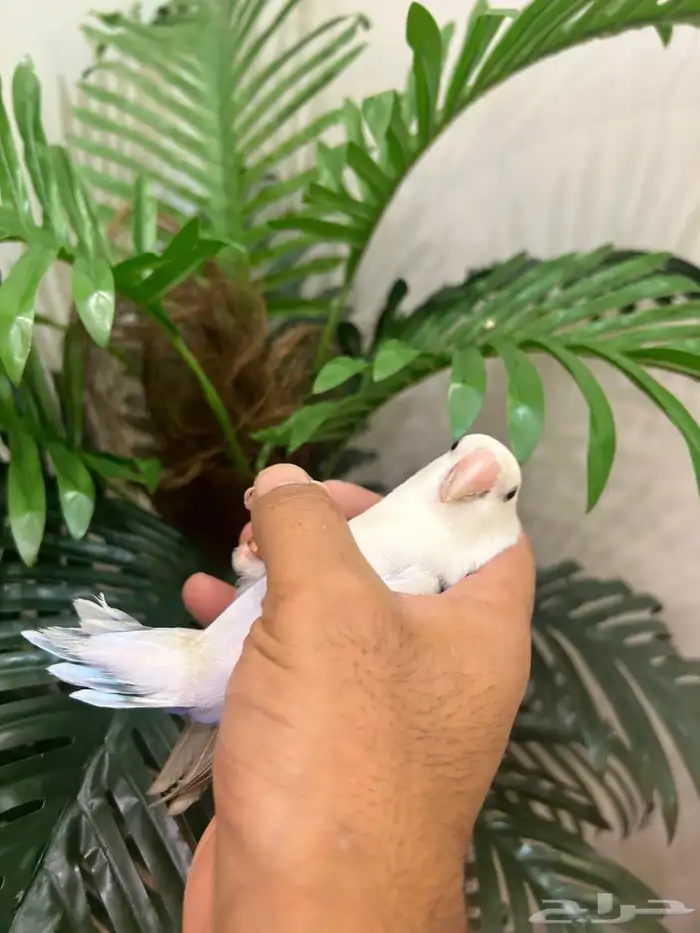 ببغاء روز ذكر هدد قمه فالولافه تم البيع تابعو اعلاناتي 16