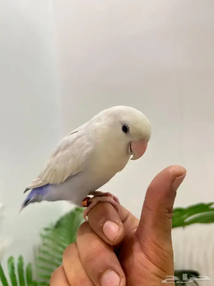 ببغاء روز ذكر هدد قمه فالولافه تم البيع تابعو اعلاناتي 8