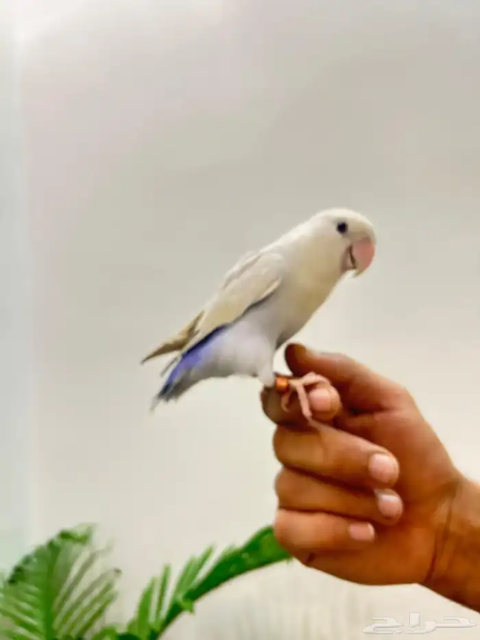 ببغاء روز ذكر هدد قمه فالولافه تم البيع تابعو اعلاناتي 12