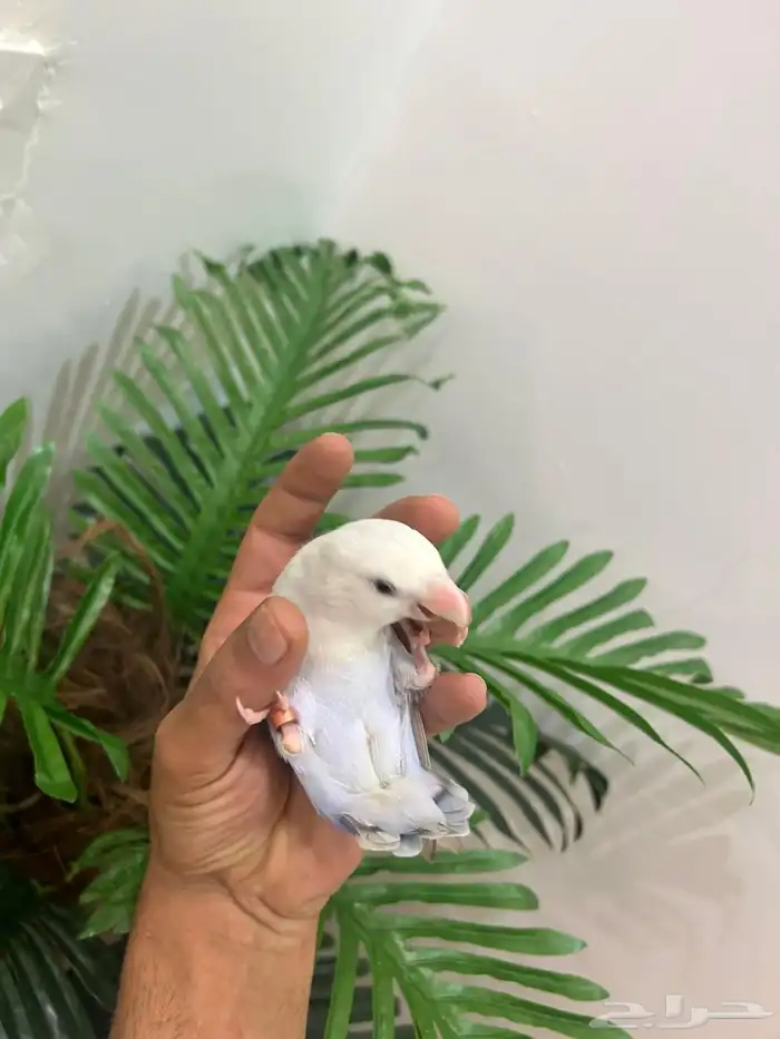 ببغاء روز ذكر هدد قمه فالولافه تم البيع تابعو اعلاناتي 10