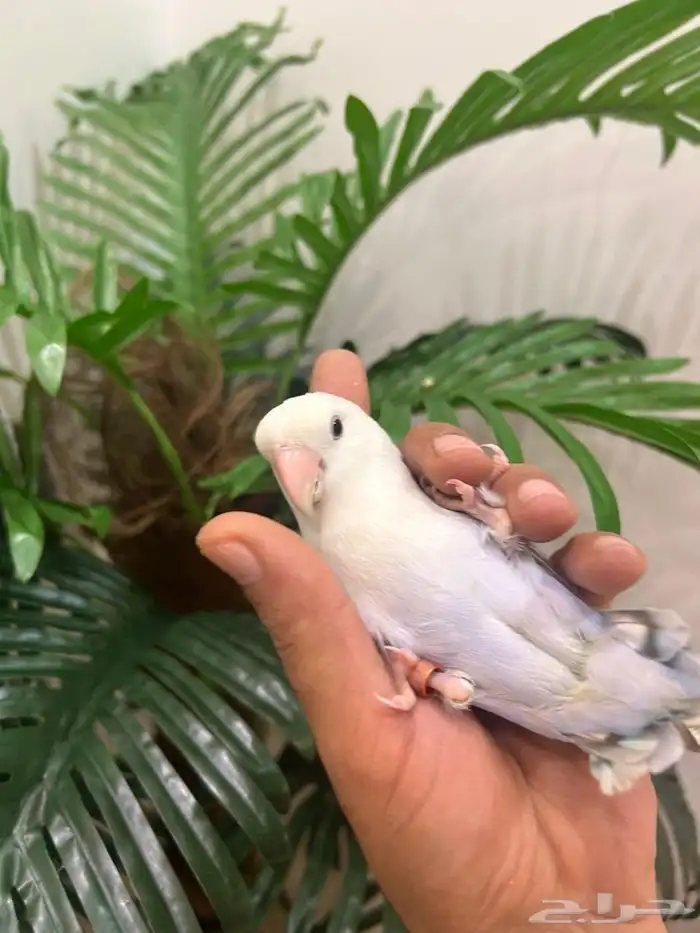 ببغاء روز ذكر هدد قمه فالولافه تم البيع تابعو اعلاناتي 13
