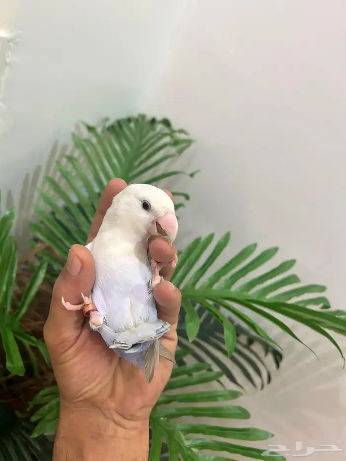 ببغاء روز ذكر هدد قمه فالولافه تم البيع تابعو اعلاناتي 0