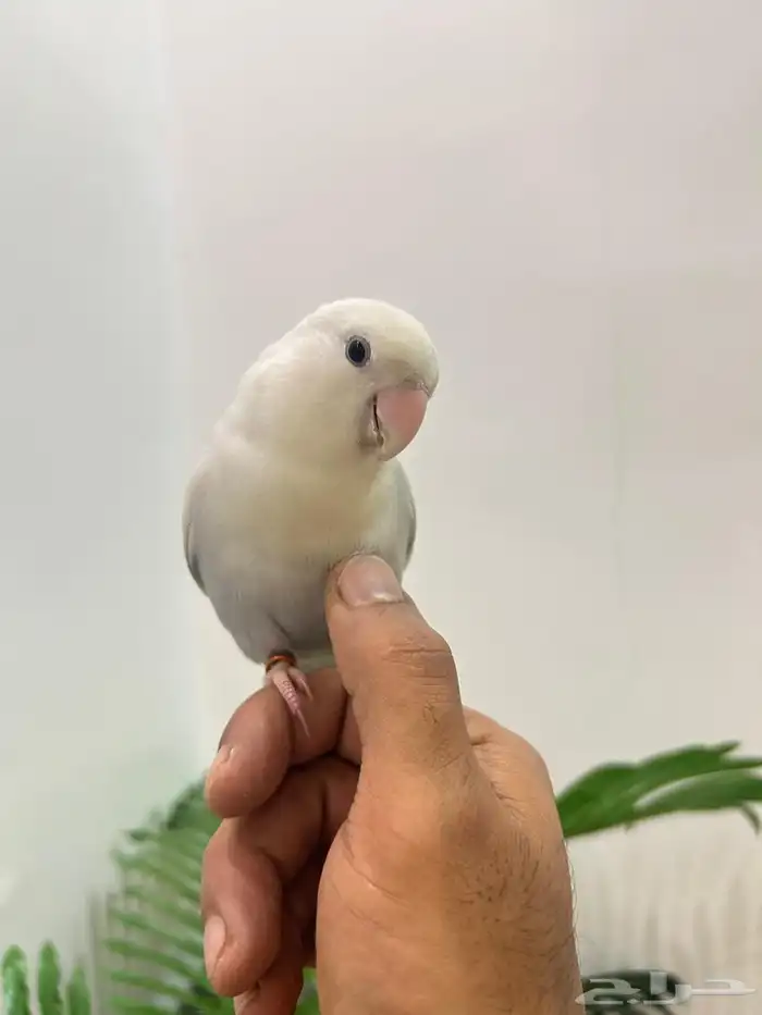 ببغاء روز ذكر هدد قمه فالولافه تم البيع تابعو اعلاناتي 7