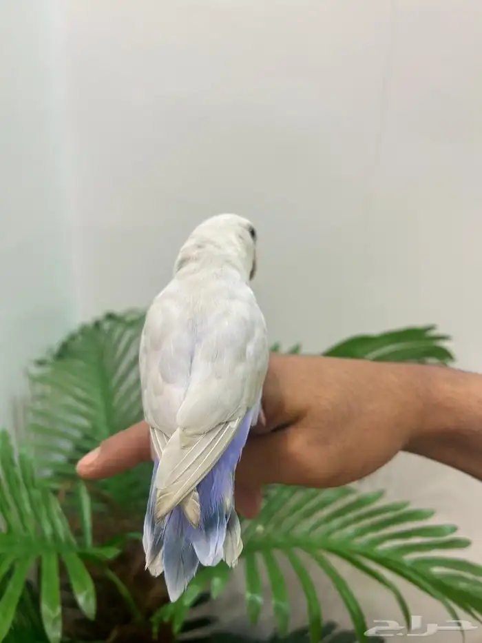 ببغاء روز ذكر هدد قمه فالولافه تم البيع تابعو اعلاناتي 5