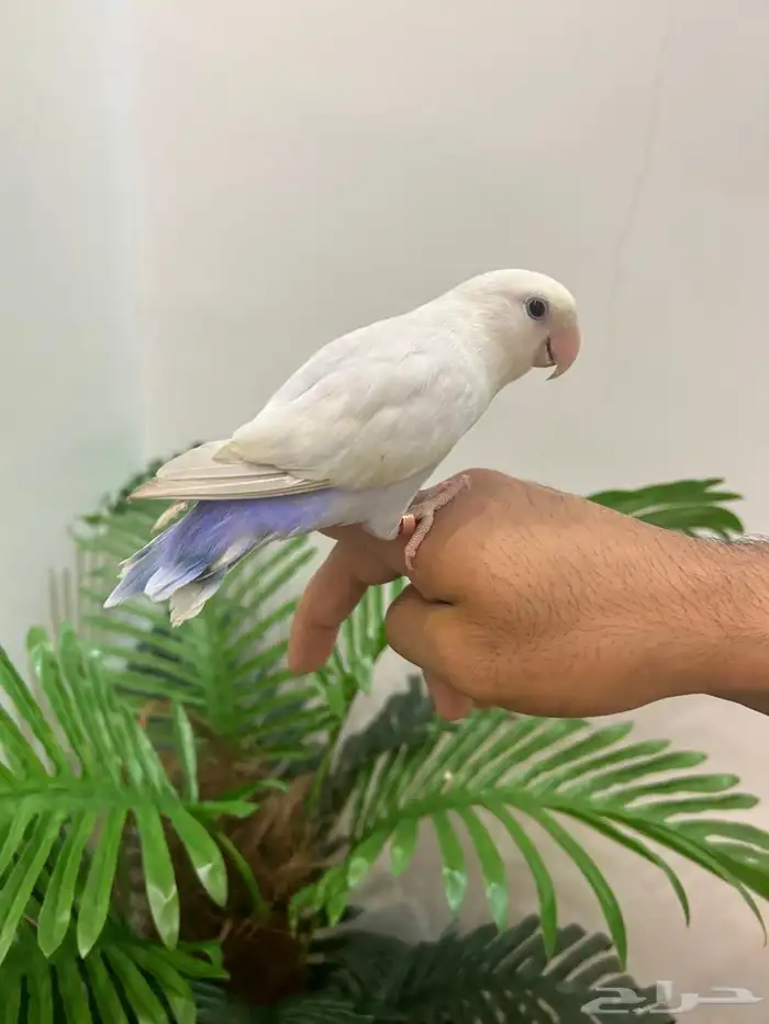 ببغاء روز ذكر هدد قمه فالولافه تم البيع تابعو اعلاناتي 6