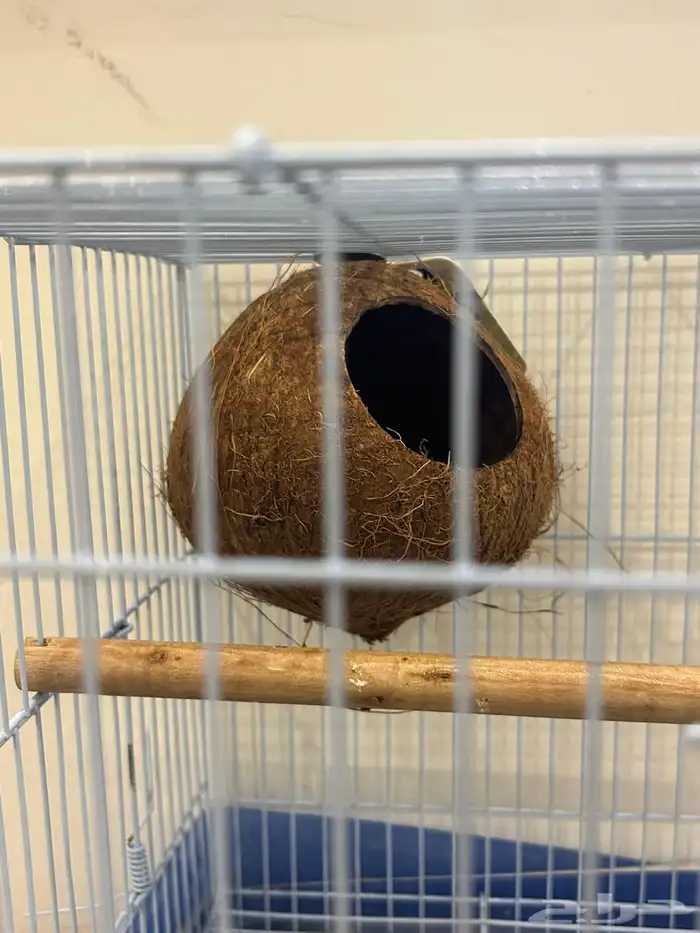 ببغاء روز ذكر هدد قمه فالولافه تم البيع تابعو اعلاناتي 19