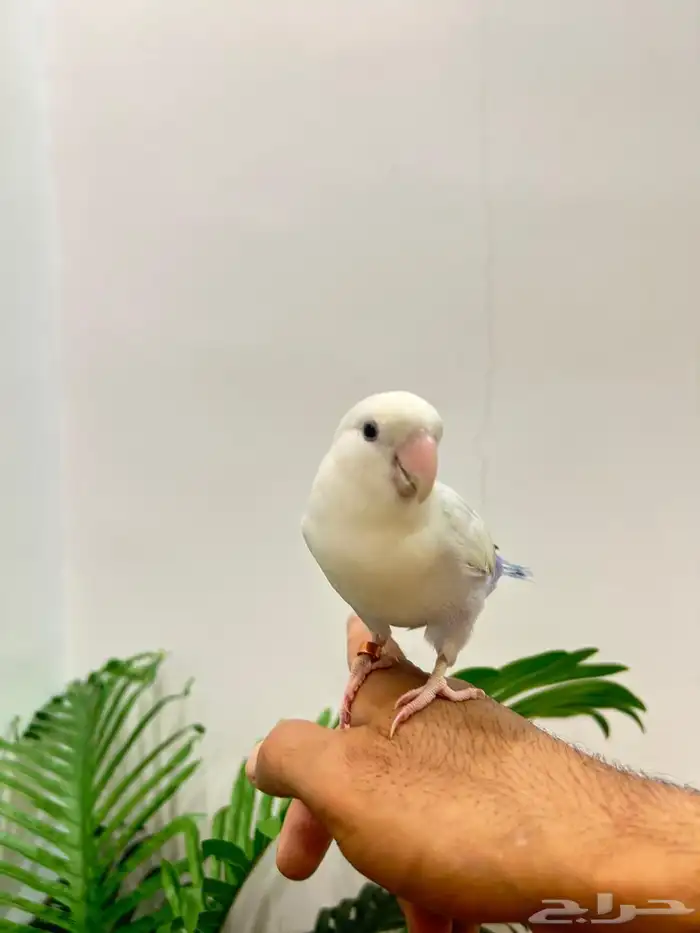 ببغاء روز ذكر هدد قمه فالولافه تم البيع تابعو اعلاناتي 11