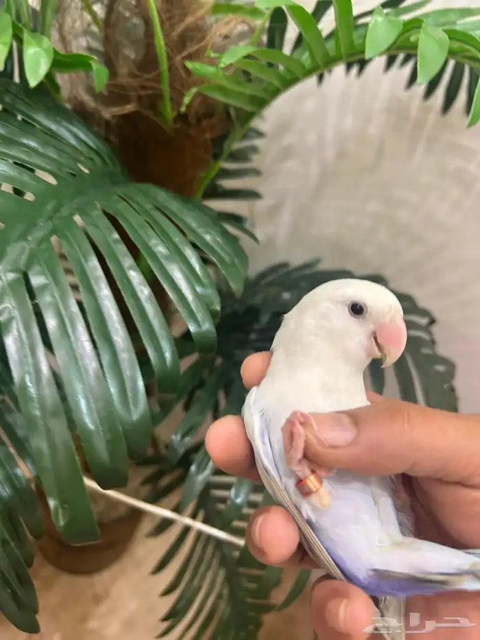 ببغاء روز ذكر هدد قمه فالولافه تم البيع تابعو اعلاناتي 18