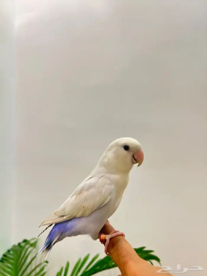 ببغاء روز ذكر هدد قمه فالولافه تم البيع تابعو اعلاناتي 3