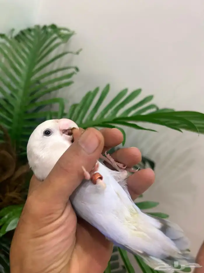 ببغاء روز ذكر هدد قمه فالولافه تم البيع تابعو اعلاناتي 9