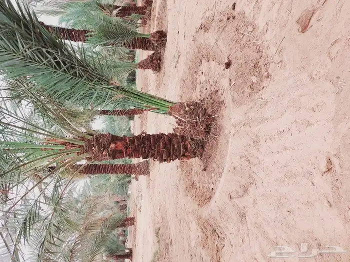 لشغل النخيل تكريب 14