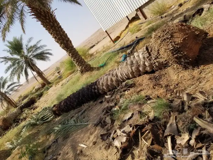 نخل اربعه متر 1