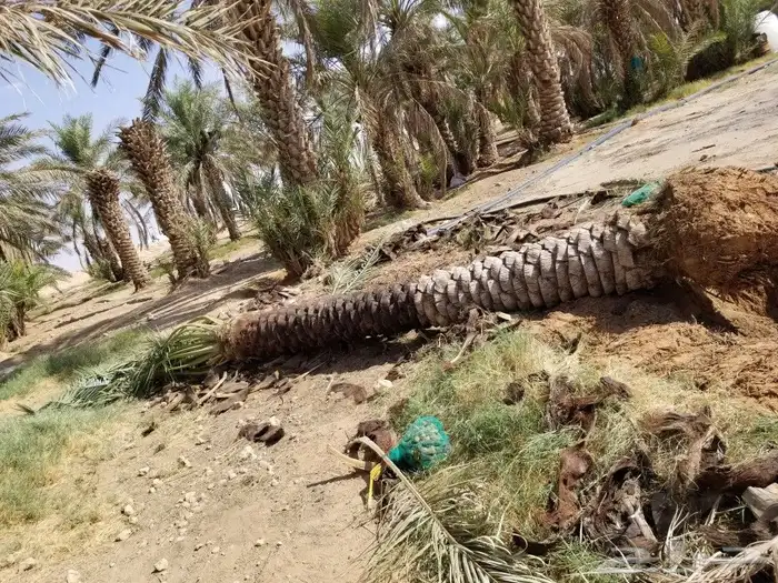 نخل اربعه متر 0