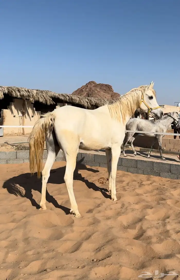فرس 0
