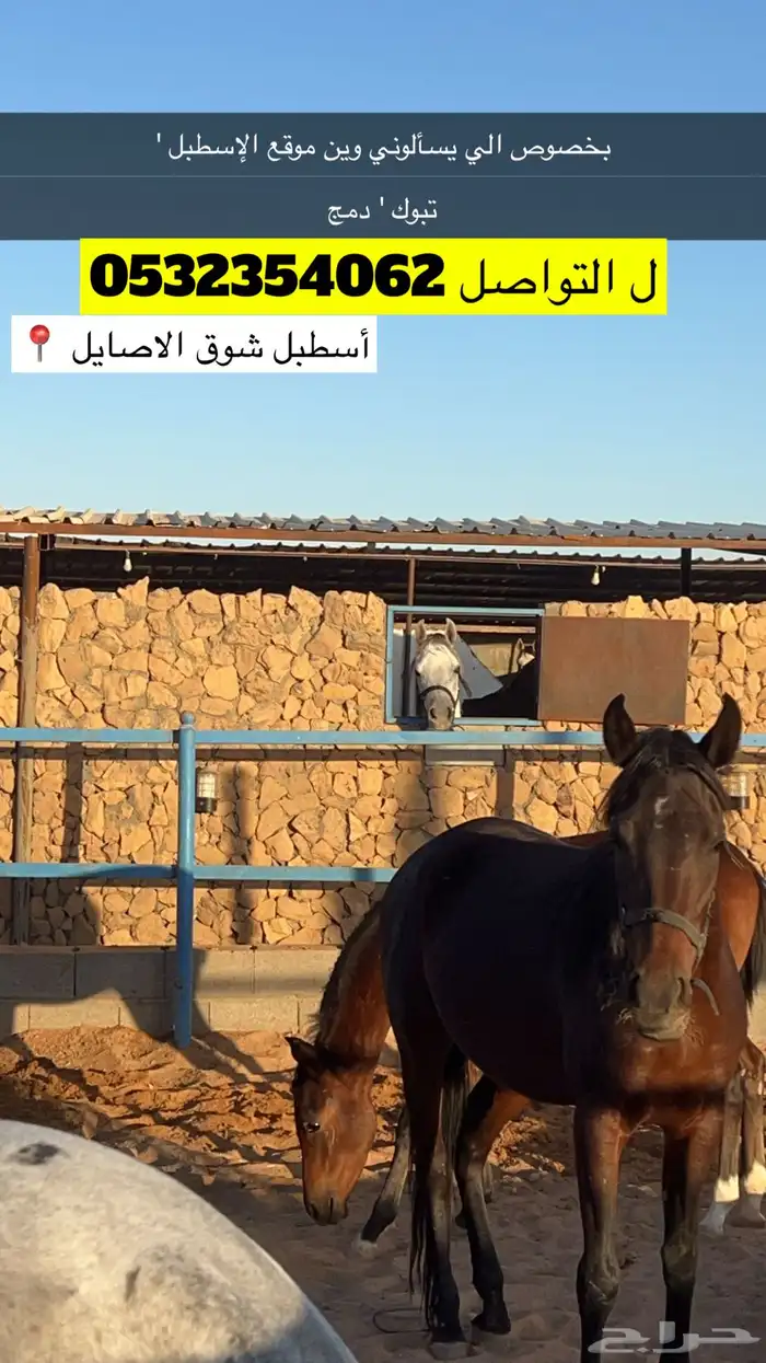 مربط شوق الاصايل إيواء و 5 وجبات السعر 650 ريال الشهر 2