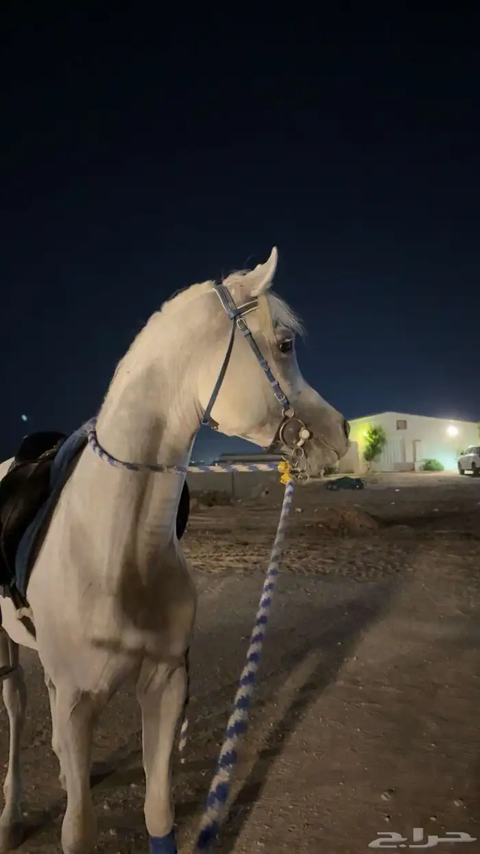 عسف خيل 0