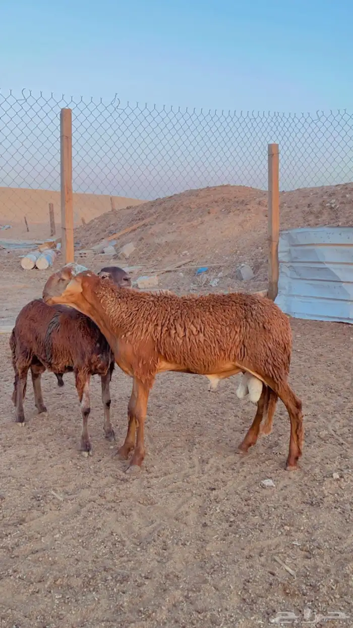 طليان سواكن فل شحم مرابي 6 شهور 1