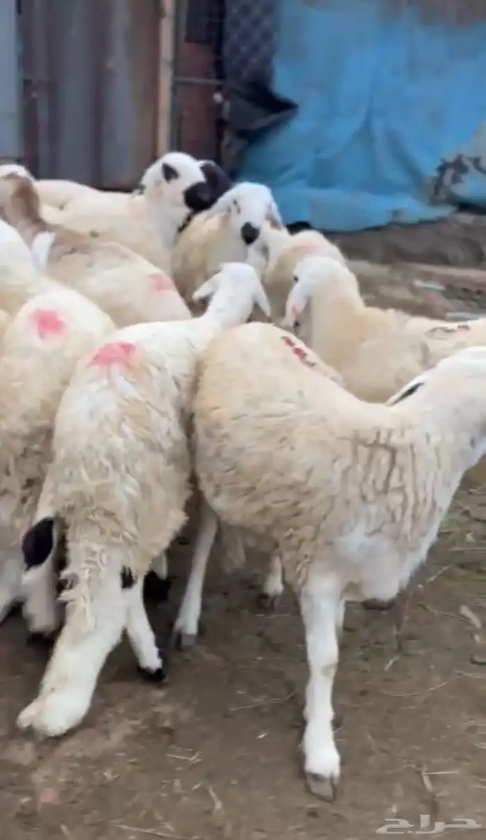 طليان سواكن جذعان تربية 3 اشهر 3