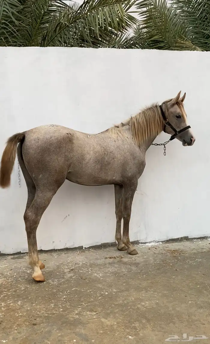 مهره ( تم البيع ) 4