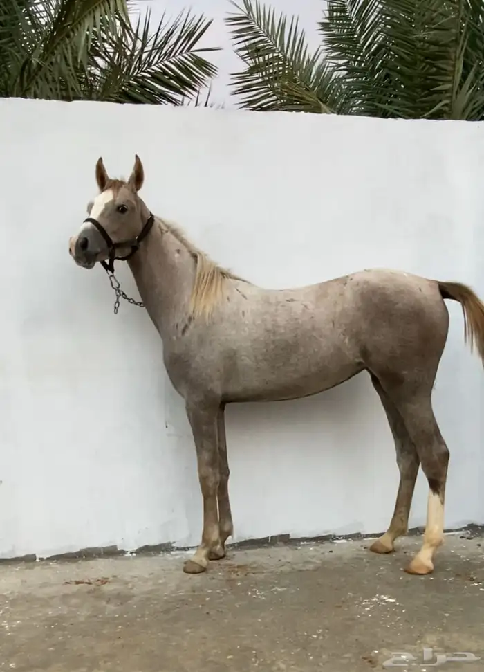مهره ( تم البيع ) 1
