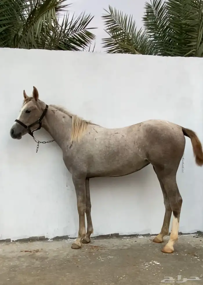 مهره ( تم البيع ) 2