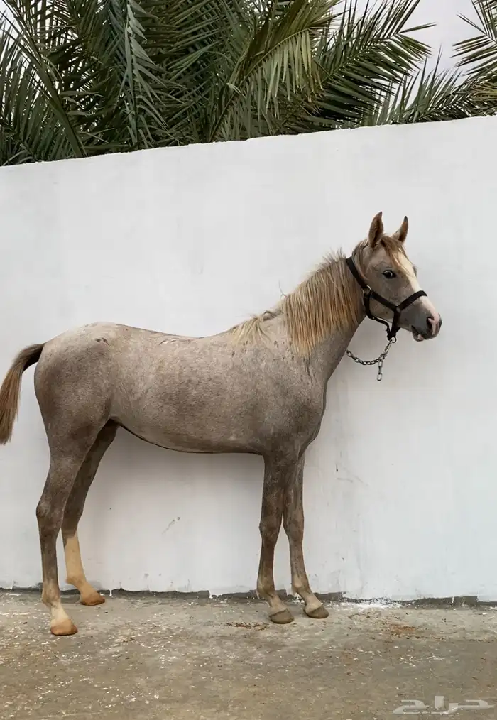 مهره ( تم البيع ) 3