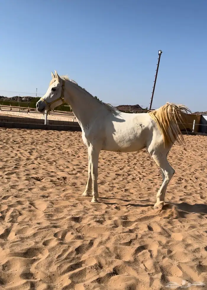 فرس 1