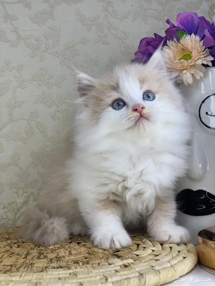 كيتن شيرازي بيكي فيس هملايا راغدول كيتنز برتش سكوتش قطط قط 5